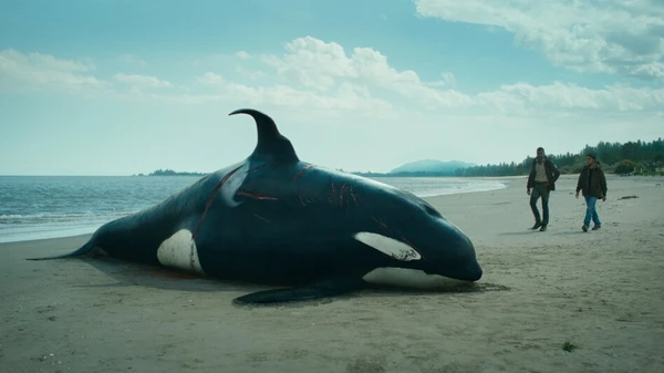 Dead orca on a beach in "Der Schwarm".